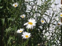 Daisies in my garden