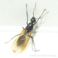 FlyingAnt4
