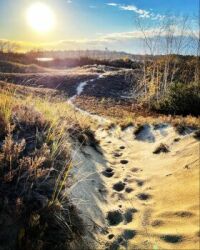 Coyote Trail through the Dunes