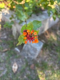 It begged me to take this photo!