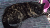 Sleeping Mini