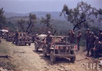 Willys Jeeps WWII