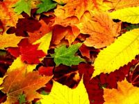Fall Leaves - 2