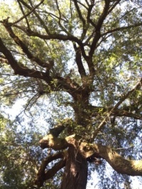 Our live oak  (looking up, up, UP!)