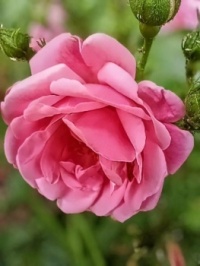 🍀🌸 Scent Incarnate 🌸🍀