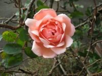 Rambler rose
