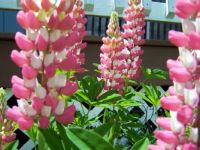 Lupine