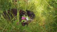 Kotě v trávě