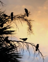Birds at sunrise