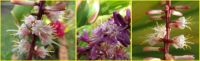 Tiny Cordyline flower collage