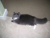 My sister's cat, Mango