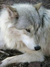 Wolf, Bearizona, USA