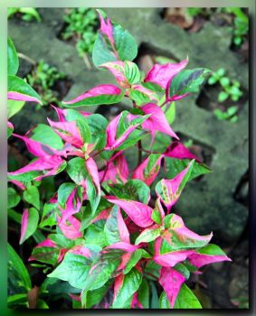 Solve Alternanthera ficoidea 'Party Time' jigsaw puzzle ...