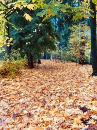 Autumn leaves carpeting park path