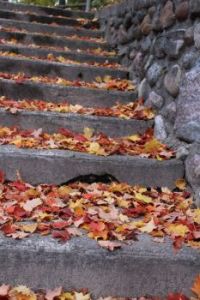 Fall Leaves on Stone Steps
