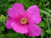 Hybenblomst