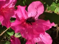 Bee on the azalea