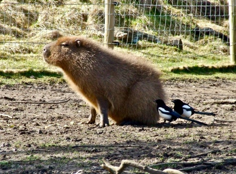 Capybara and Friends