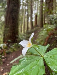 Trillium