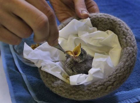 A Knit Nest for a Baby Bird