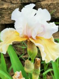 2017 Iris 7