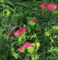 Brookgreen Butterfly