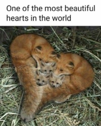 Foxes Heart
