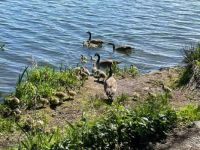 In honor of Mother’s Day, the goslings were out at Green Lake.