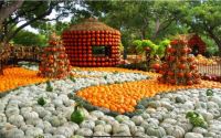 Fall Pumpkin Fest Dallas, Texas Arboretum