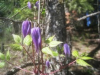 Purple in the forest