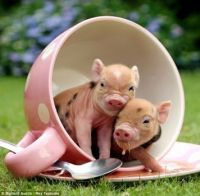 TeaCup Pigs