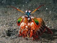 Mantis Shrimp (small)