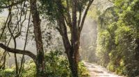 Forest trail 312