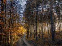 autumn_forest_trail