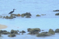 Pacific Reef Heron