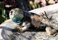 desert spiny lizard