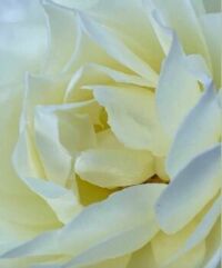 From Janet's garden -white.