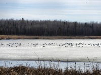 The gathering of the gulls