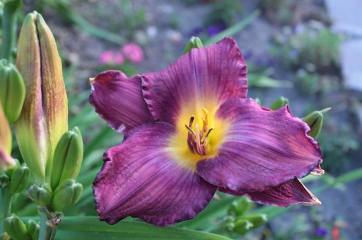 Purple daylily