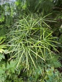 IMG_0203 a plant at Fairchild’s