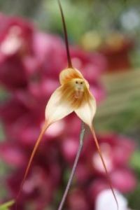 monkey-orchid-Dracula simia