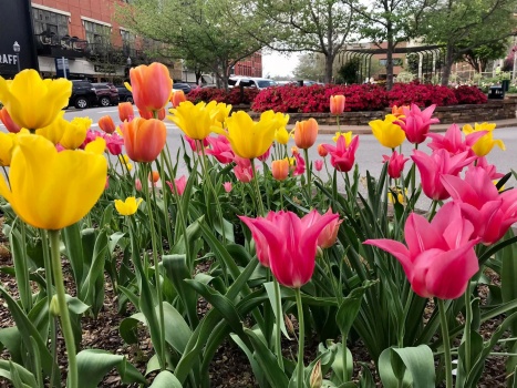 Tulips on the Square