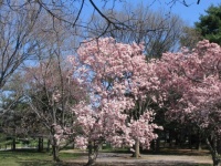 Cherry tree in bloom DC