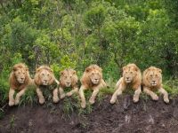 resting lions