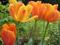 Lovely tulips