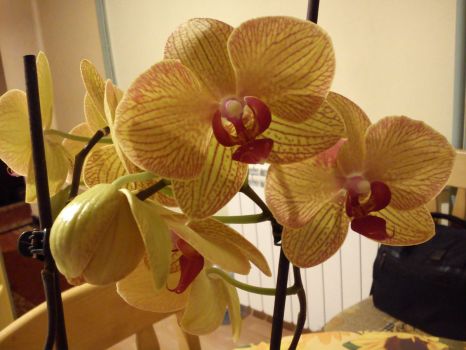 My friend's orchid