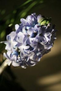 ❃☘❃☘❃ Blooming hyacinth ❃☘❃☘❃