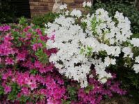 azaleas in front garden