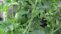 growing melons on a trellis