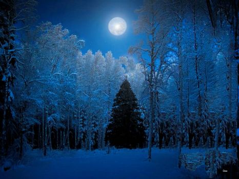 Moonlit Snowy Forest